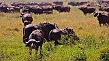 TANZANIA - Serengeti National Park - 011